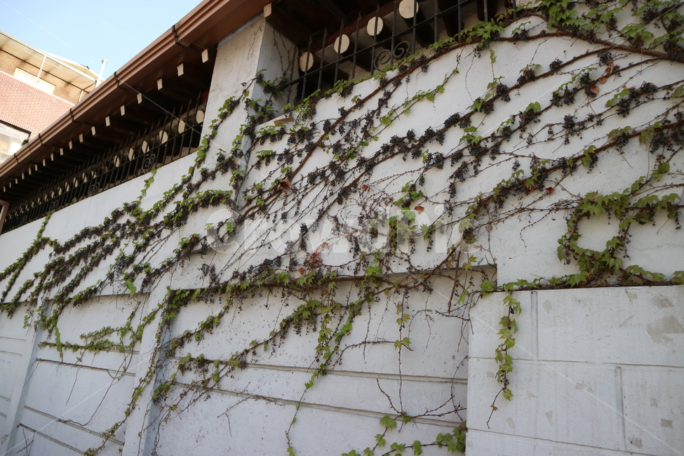 담벼락,벽,식물,넝쿨,흰색,식물,자연,plants,nature,건축물,건물외관,exterior,building,structure,architecture,construction