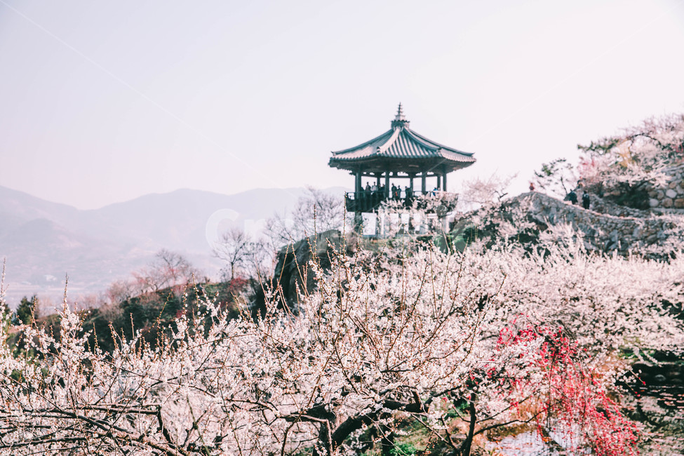매화,나무,하늘,파란하늘,꽃봉오리,봄,봄날,봄풍경,봄꽃,감성,spring,flower,봄길,산책,봄나들이,식물,꽃,초록,언덕,매화마을,광양,계절,season,자연,풍경,nature,landscape,한국자연풍경,한국자연경관,koreanaturelandscape,시골,마을,country,ruraltown,한국전통,한국문화,koreantraditional,koreanculture,매화꽃,광양매화마을,봄,계절,spring,season,자연,풍경,nature,landscape,한국자연풍경,한국자연경관,korea nature landscape,plant