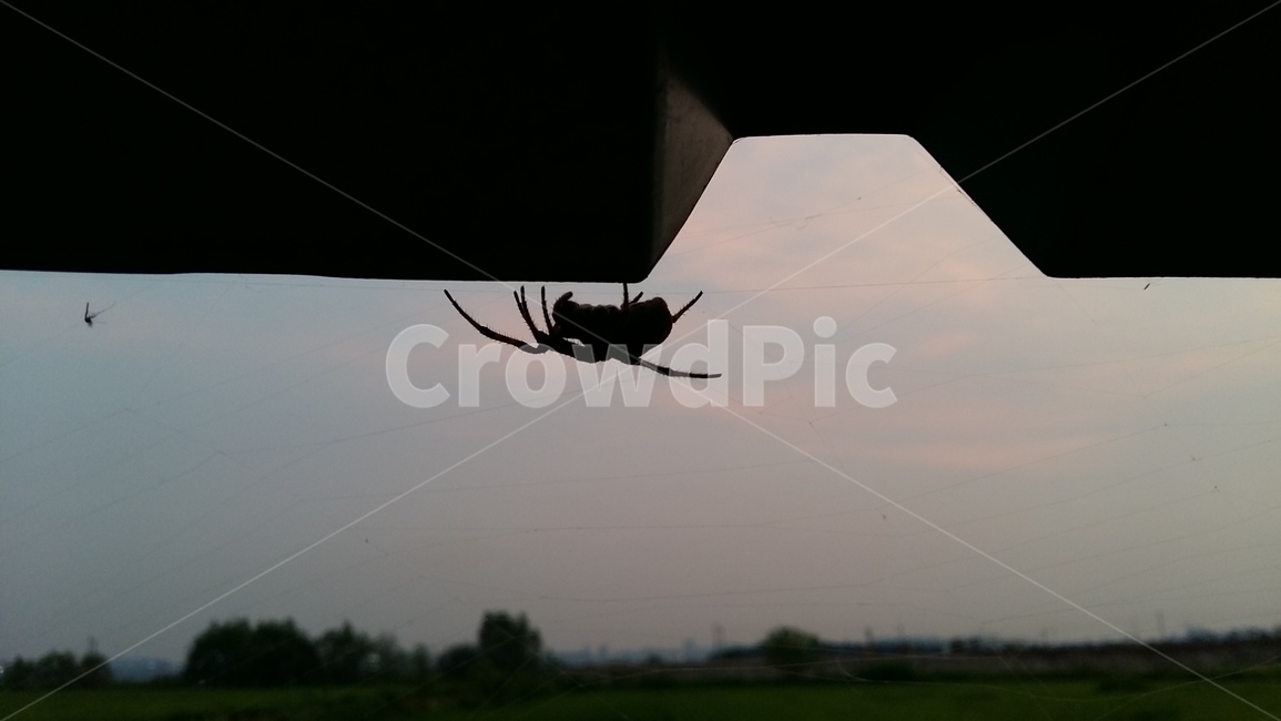 거미,밤거미,논생물,거미생태,논거미,동물,animal,곤충,벌레,insect,bug,실루엣,그림자,silhouette,shadow