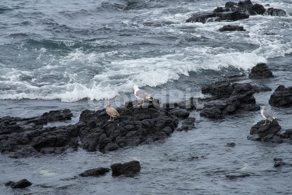 제주도,제주바다,갈매기,겨울바다,nature,koreanature,jejuisland,rocks,seagull,wintersea,sea
