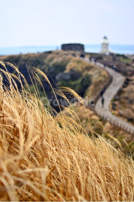 제주,갈대,가을,아웃포커싱,풍경,자연,산책로,가을,계절,fall,autumn,season,자연,풍경,nature,landscape,한국자연풍경,한국자연경관,korea nature landscape,제주도,jeju,jeju island,식물,plants,plant,produce,생기게 하다,vegetable,야채,grain,곡물,food,식품,grass,잔디,음식