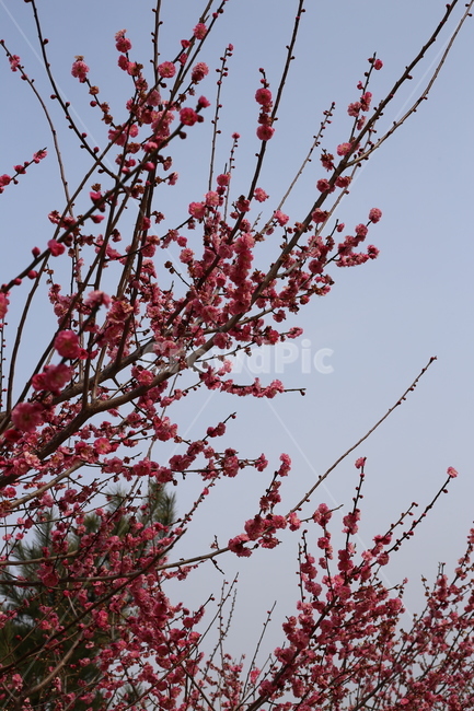 매화,홍매화,봄,식물,꽃,봄꽃,봄,계절,spring,season,식물,자연,plants,nature,꽃,flower,plant,blossom