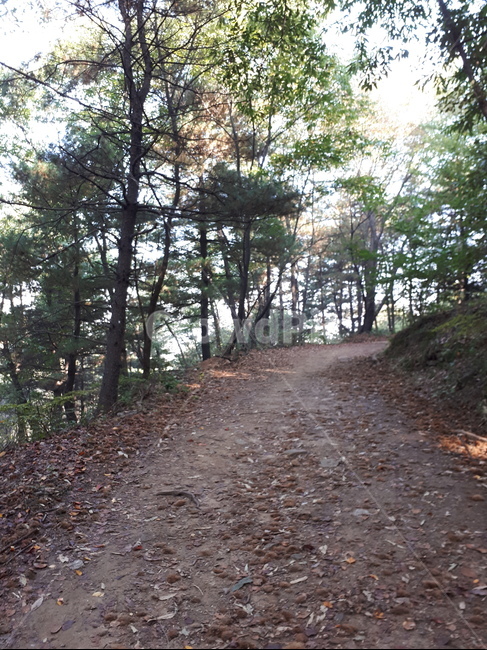 풍경,자연,산,나무,길,숲,landscape,nature,mountain,trees,road,forest,자연,풍경,nature,landscape,ground,바닥,dirt road,흙길,도로,gravel,자갈,path,통로