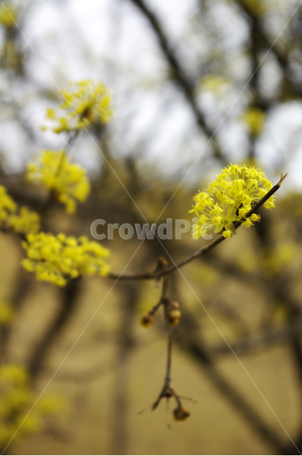 산수유,자연,nature,꽃,flower,나무,식물,plant,봄,spring,계절,봄,계절,spring,season,식물,자연,plants,nature,꽃,flower