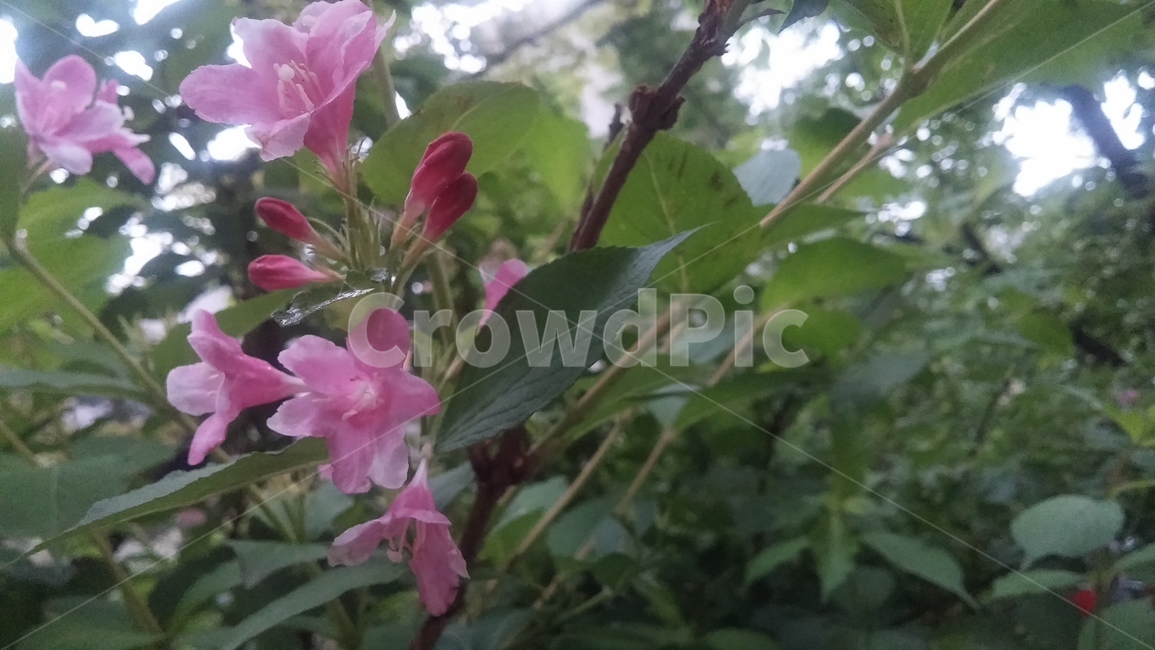 꽃,flower,blossom,plant,식물,잎,leaf,나무,tree,빗방울,raindrop