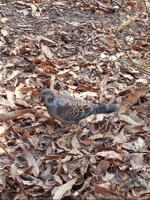 새,bird,ground,동물,animal,산,산새,산비둘기,멧비둘기,낙엽,비둘기,dove,땅,흙