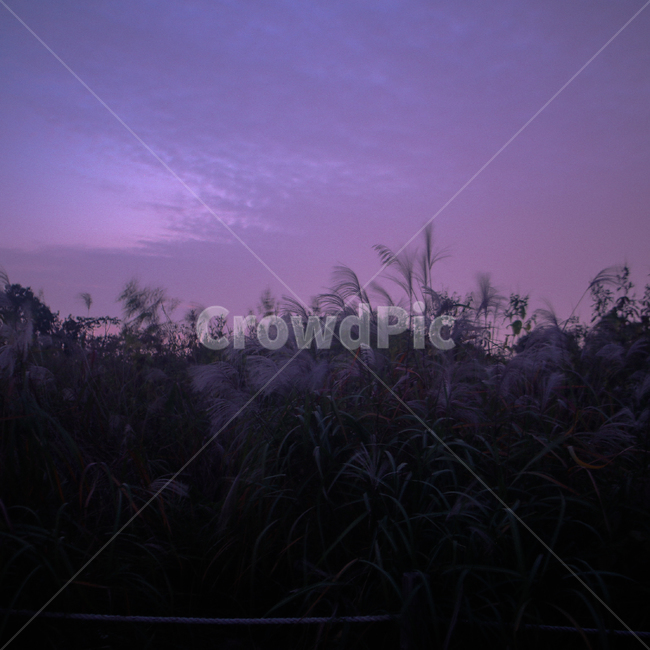 하늘공원,여의도,갈대,보라색,하늘,공원,자연,풍경,nature,landscape,색깔,색상,색채,색감,color sense,color sensitivity,feeling of color,outdoors,옥외