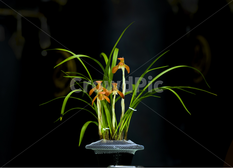 spring flowers,wildflowers,Korean spring orchid,Chunran,Spring nan,flower