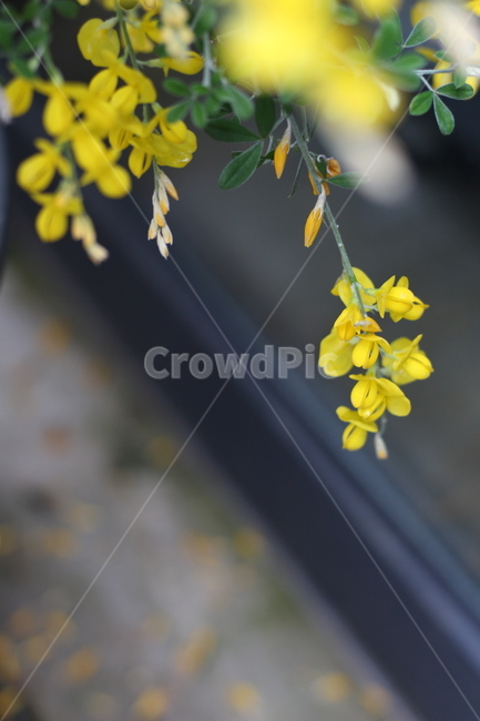 꽃,식물,감성,plant,노랑