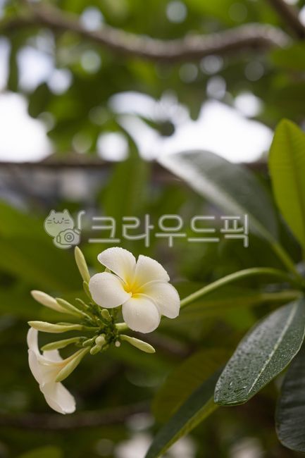 flower,꽃,꽃잎,플루메리아,plumeria