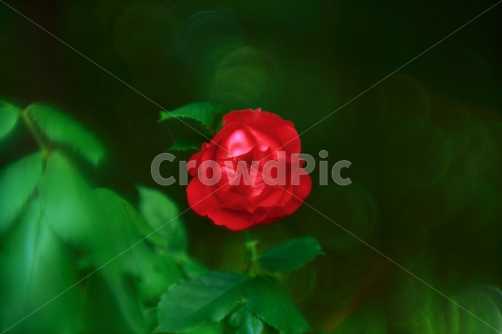 꽃,장미,flower,rose,식물,빨강,초록,화단,보케,식물,자연,plants,nature,꽃,flower