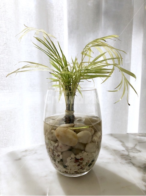 화분,식물,햇빛,햇살,데코,식물,자연,plants,nature,실내용화초,화분,화초,house plant