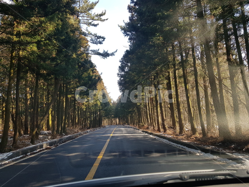straight tree,center line,straight road,road name,tree