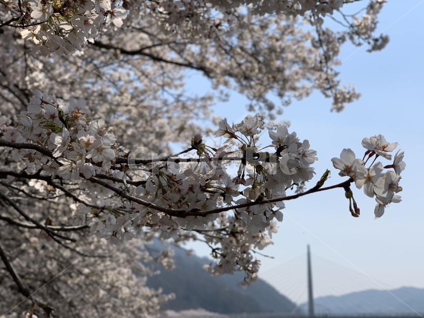 벚꽃,꽃,봄,나무,자연,봄,계절,spring,season,plant,식물,blossom,flower