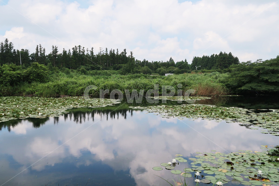 자연,늪,연못,water,land,nature