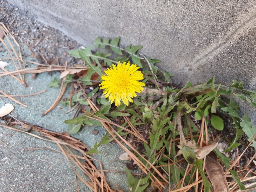 꽃,민들레,담벼락,들꽃,flower