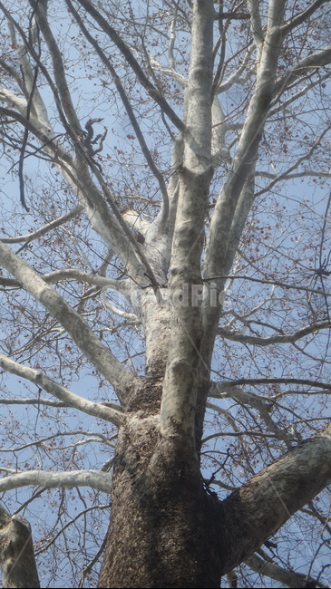나무,줄기,나무가지,거목,식물,식물,자연,plants,nature,나무,trees,wood