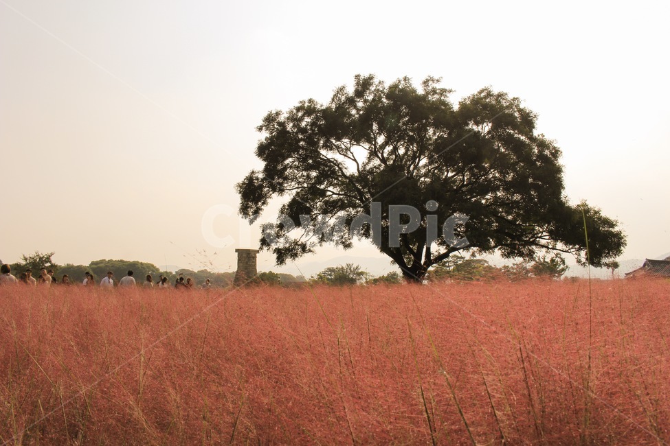 핑크뮬리,꽃,경주,첨성대,가을,자연,핑크,핑크색,pink,나무,tree,식물