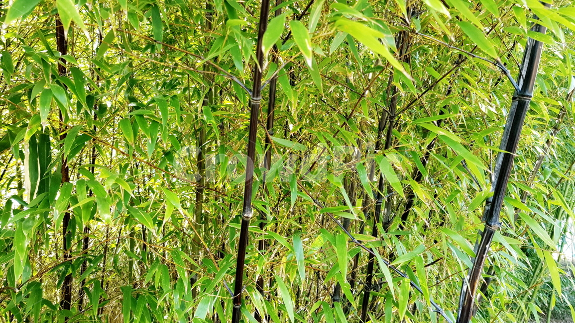 대나무,대나무숲,공원,정원,숲,나무,검은대나무,식물,자연,plants,nature,나무,trees,wood
