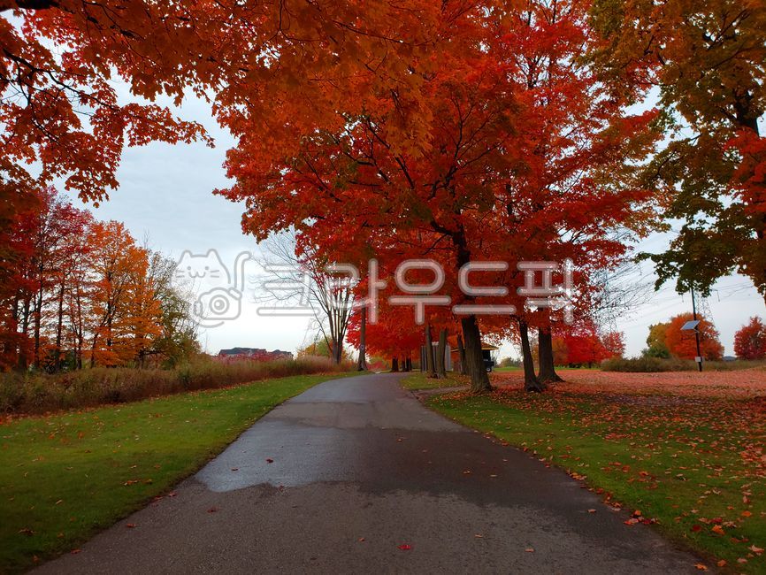 단풍,단풍풍경,가을,가을풍경,가을단풍,나무,하늘,maple,tree,leaf,잎