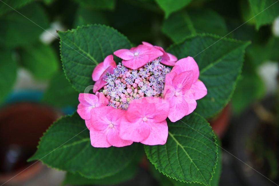 flower,blossom,꽃,plant,식물,leaf,잎,산수국,수국,수국꽃