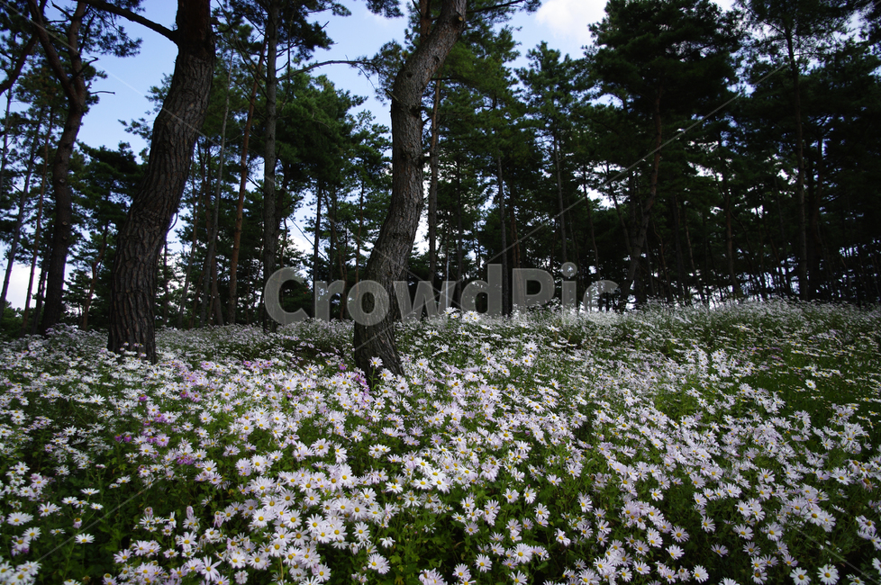 나무,숲,구절초,꽃,풍경,식물,flower,plant,tree