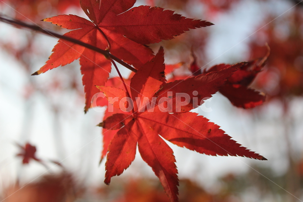plant,식물,leaf,잎,단풍,maple,가을,계절,fall,autumn,season