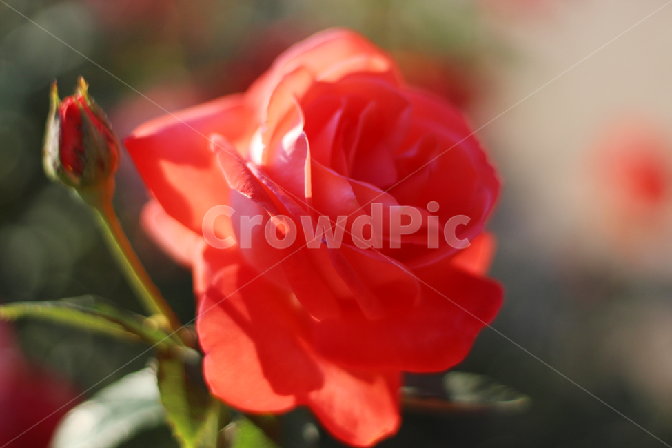 장미,꽃,식물,flower,rose,감성,식물,자연,plants,nature,꽃,flower