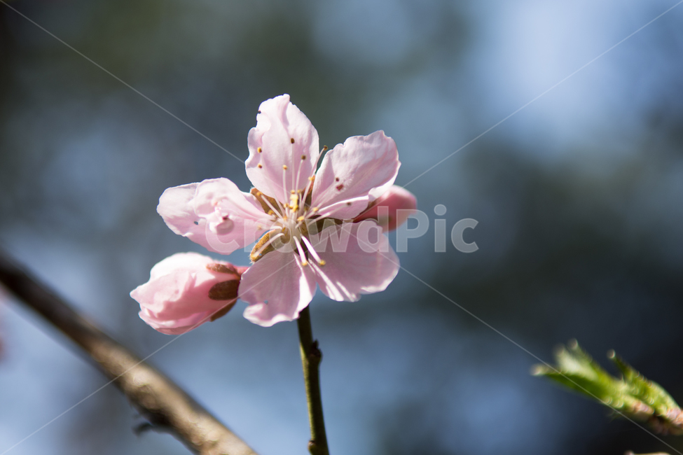 꽃,야생화,식물,봄,분홍,핑크,초록,잎,잎사귀,자연,flower,pink,green,숲,나무