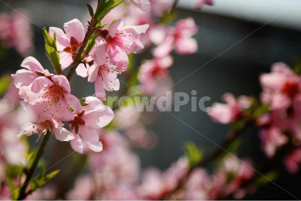 풍경,봄,감성,복숭아,삼색도화꽃,봄,계절,spring,season,식물,자연,plants,nature,꽃,flower,plant,blossom