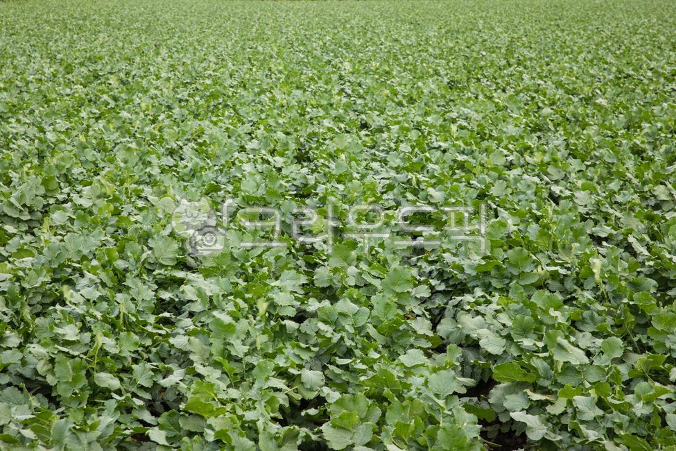 무우,무우밭,무우농장,무우김치,김치,김장,농장,시골풍경,농촌풍경,밭,들,반찬,자연,풍경,식물,가을,풍년,제주도,제주도풍경,야채,채소,식품,음식,farm,countryside,rurallandscape,field,sidedish,scenery,plant,autumn,bountifulharvest,jejulsland,jejulslandscenery,nature,radish,radishfield,radishfarm,kimchi