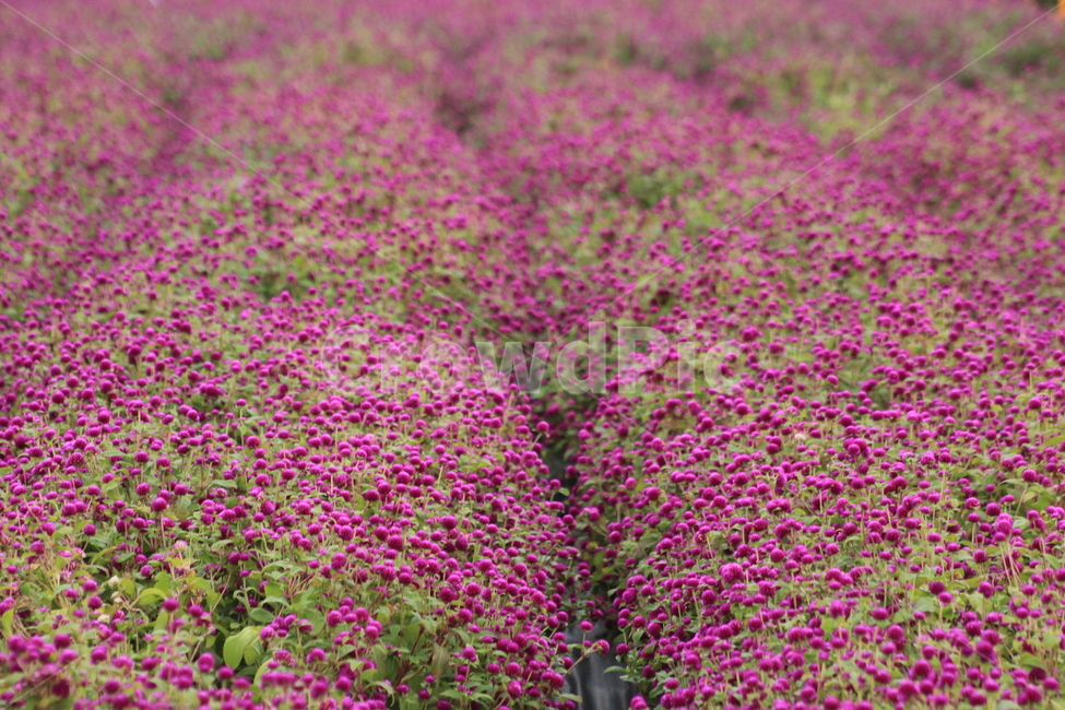 천일홍,꽃,분홍꽃,식물,개화,자연,풍경,nature,landscape,식물,plants,꽃,flower