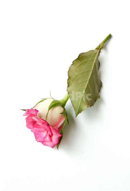 꽃,장미,장미꽃,핑크,생화,rose,flower,pink,신선한,green,leaf,leaves,녹색,그린,잎,나뭇잎,장미잎,탑앵글,식물,사랑,로맨스,love,romantic,식물,자연,plants,nature,꽃,flower,기념일,축하,anniversary,congratulation,celebrate,celebration,누끼,remove background