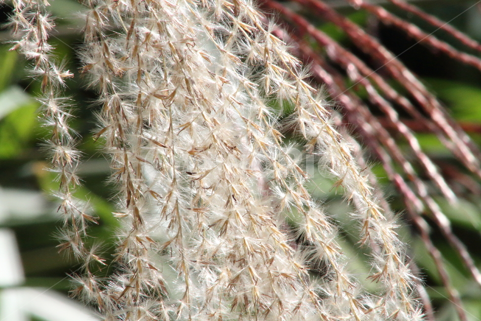 억새,꽃,식물,가을,flamegrass,식물,자연,plants,nature
