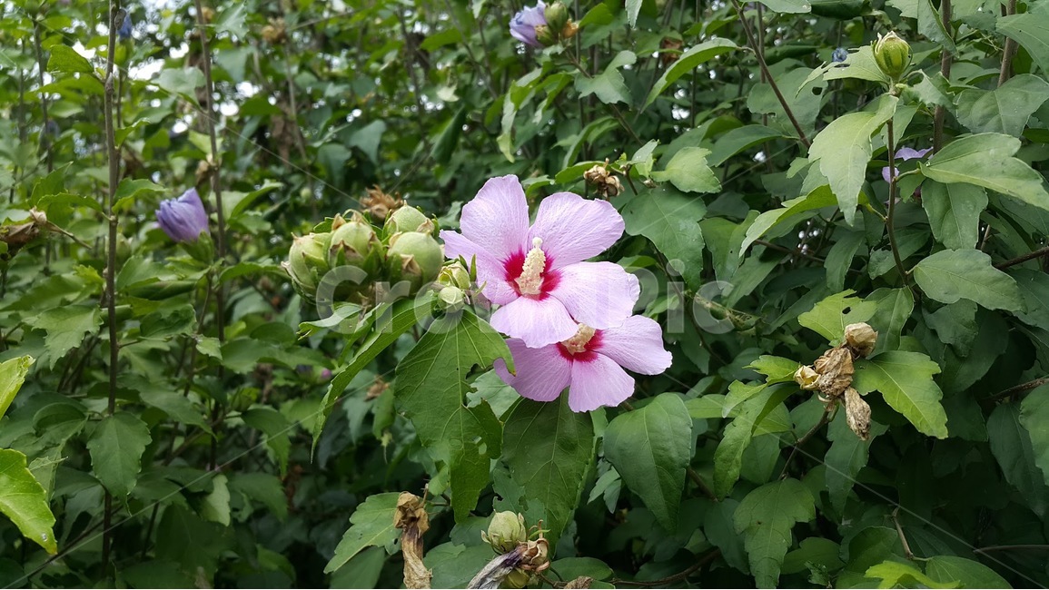 plant,식물,무궁화,flower,꽃,봄꽃,식물,자연,plants,nature,꽃,flower