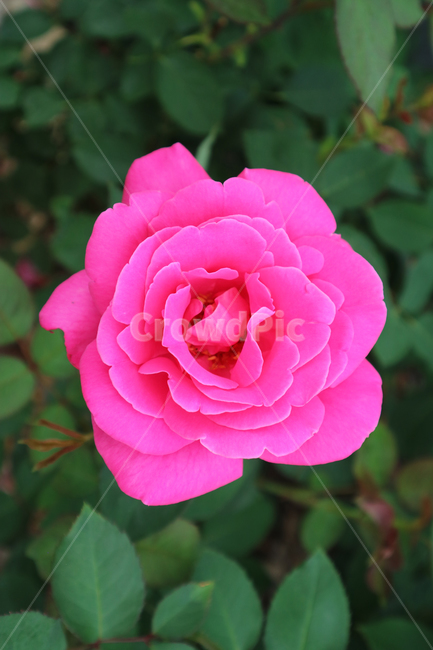 blossom,flower,꽃,rose,장미,plant,식물,식물,자연,plants,nature,꽃,flower