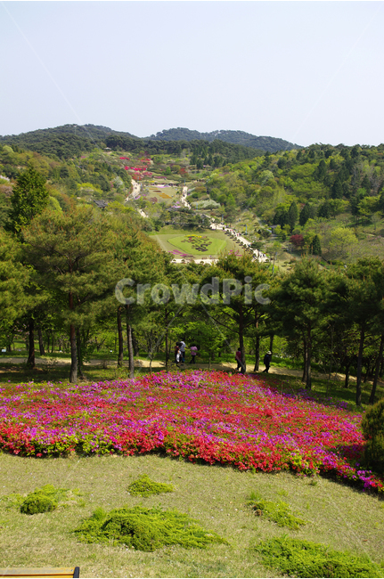 수목원,숲,나무,식물,flower,plants,nature,철쭉,자연,풍경,nature,landscape,outdoors,옥외