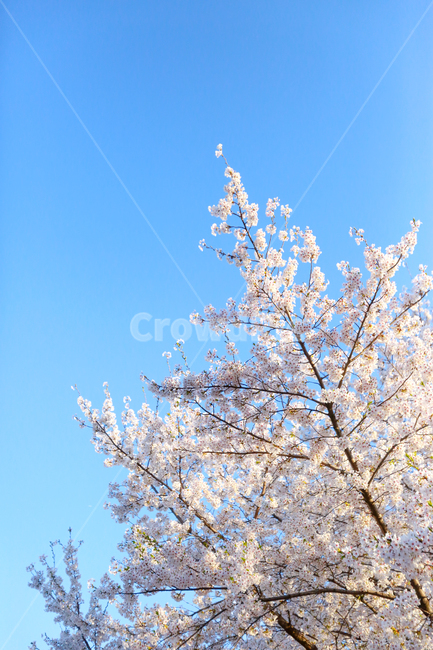 벚꽃,벚꽃나무,봄,spring,하늘,sky,cherryblossom,꽃,flower,구름,벚나무,cherrytree,cherryblossomtree,봄꽃,cloudy,봄,계절,spring,season,식물,자연,plants,nature,꽃,flower,plant
