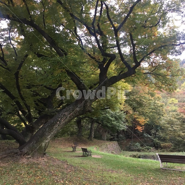 자연,단풍,벤치,풍경,가을,자연,풍경,nature,landscape,tree,나무,plant,식물,tree trunk,나무 줄기