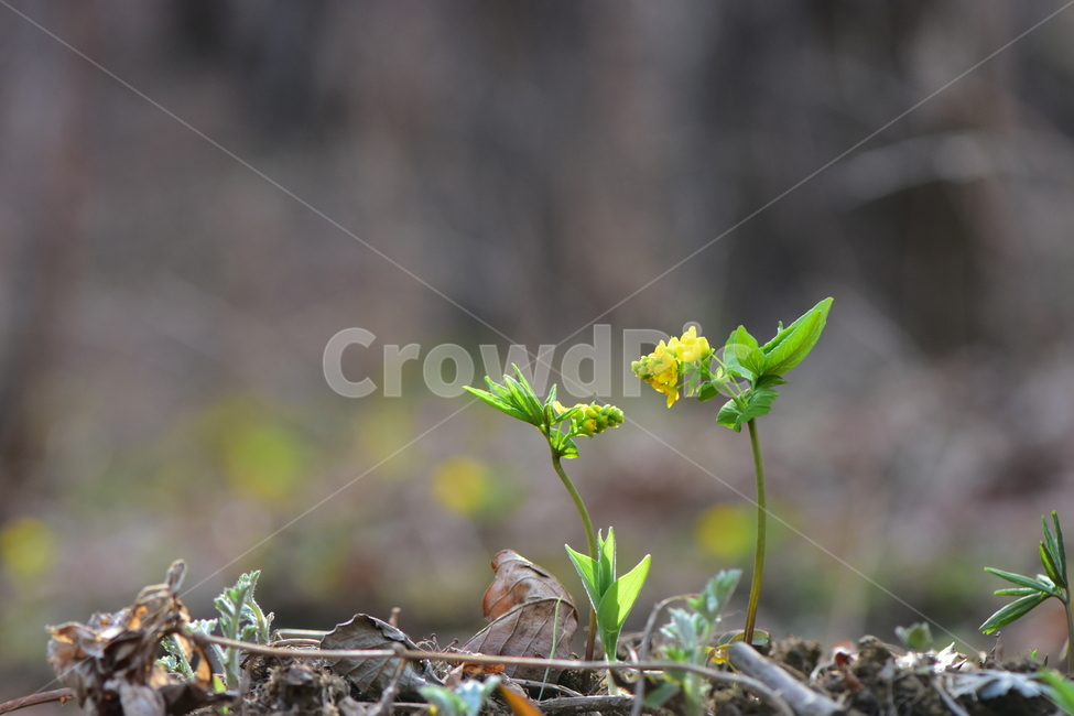 한계령풀,야생화,봄,꽃,풀꽃,자연,식물,식생,plants,nature,spring,season,flower