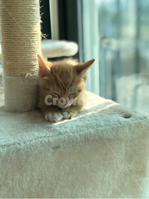 아기고양이,낮잠,아깽이,반려묘,고양이,코숏,캣타워,kitty,cat,koreanshorthair,동물,animal,포유류,mammal,고양이,cat,kitten,kitty