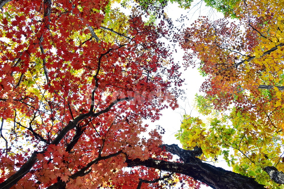 가을,단풍,울긋불긋,계절,시즌,아름다운,풍경,가을색,가을,계절,fall,autumn,season,tree,나무,plant,식물,leaf,잎