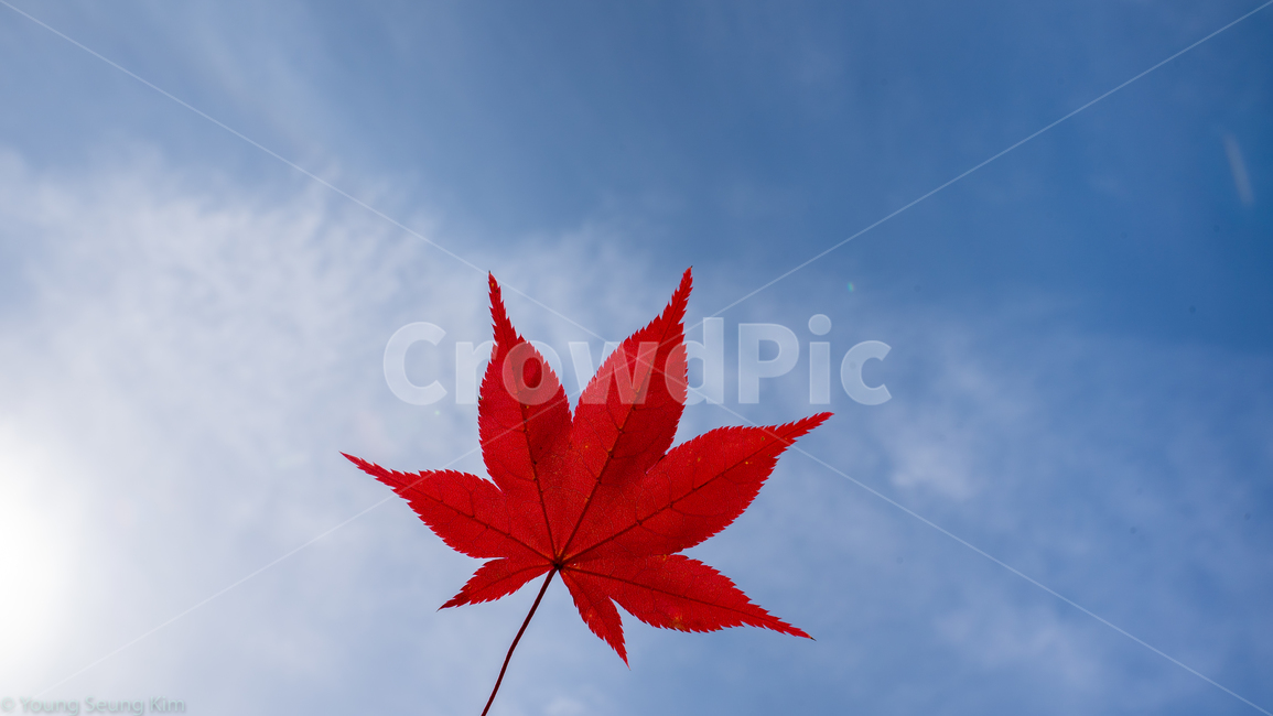 빨간색,단풍,단풍잎,가을,하늘,구름,파란하늘,빨간단풍,가을,계절,fall,autumn,season,자연,풍경,nature,landscape,plant,식물,leaf,잎,tree,나무