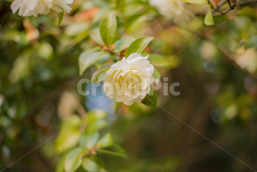 식물,백동백,동백나무,흰꽃,꽃,식물,자연,plants,nature,꽃,flower