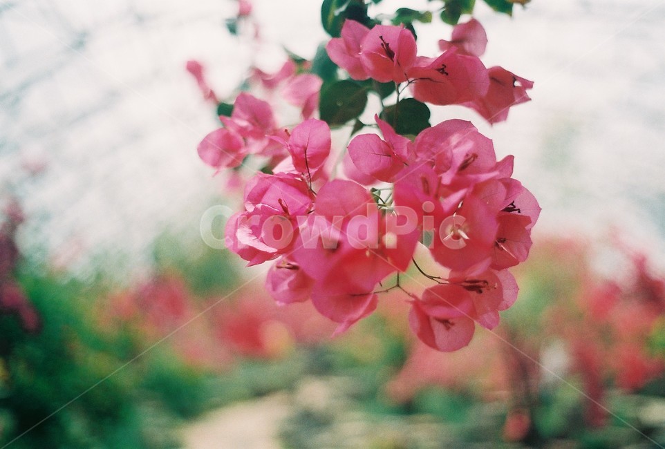 꽃,flower,plant,식물,빈티지,vintage,감성사진,필름카메라,film,부겐빌레아,Bougainvillea,핑크,pink