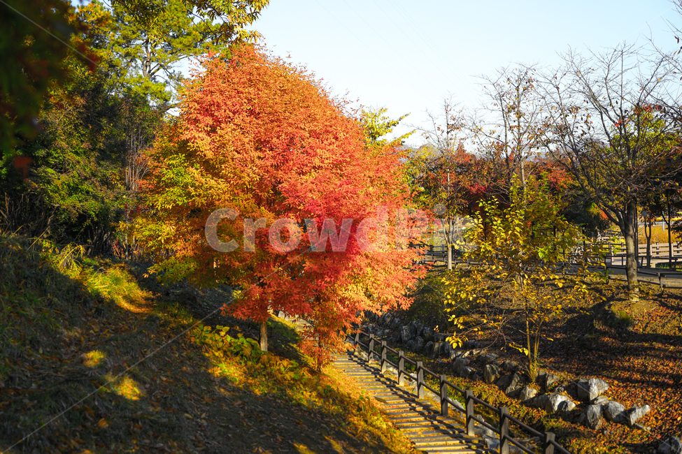 단풍,가을,추색,감성,나무,색감,공원,식물,자연,풍경,가을,계절,fall,autumn,season,자연,풍경,nature,landscape,tree,plant,maple,leaf,잎