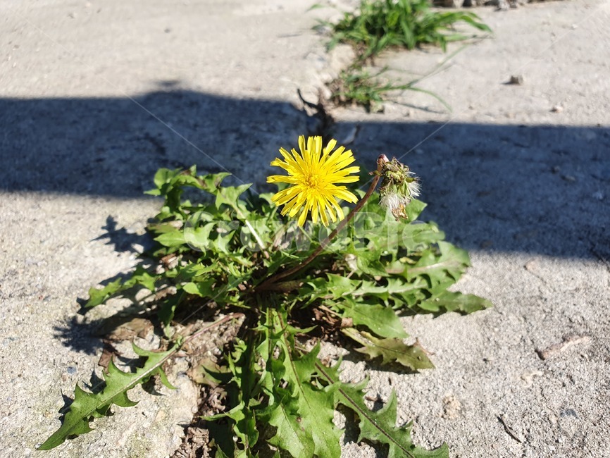 민들레,dandelion,꽃,flower,들꽃,plant,식물,생명력,blossom,자연,nature,yellow,식물,자연,plants,nature,꽃,flower