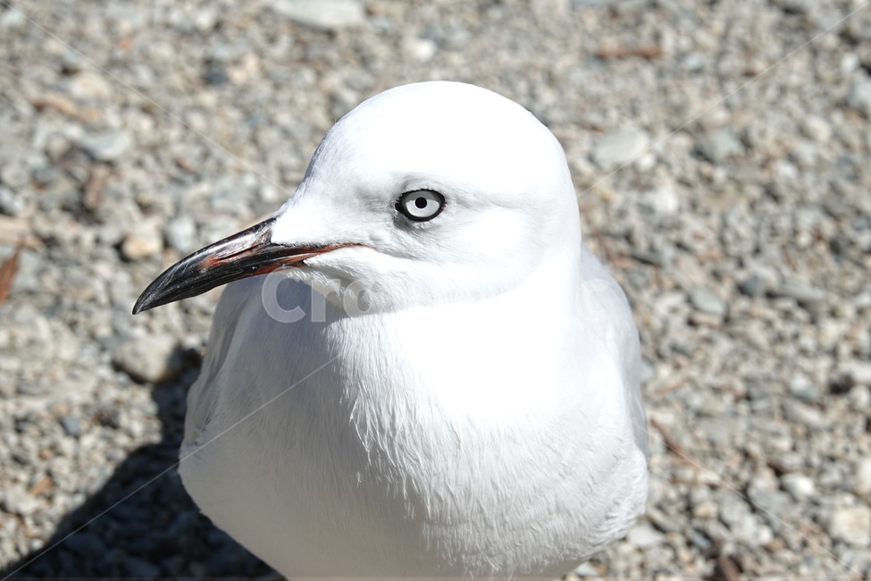 갈매기,seagull,새,bird,동물,animal,beak,부리