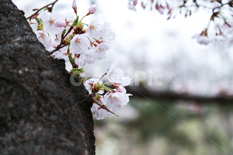 sky,Cherry Blossom,blossom,colony,nature,tree branch,tree,branch,full bloom,flower,outdoor,spring,Outfocusing,petal,bloom,background,colonnade,plant,season,wide open,flower viewing