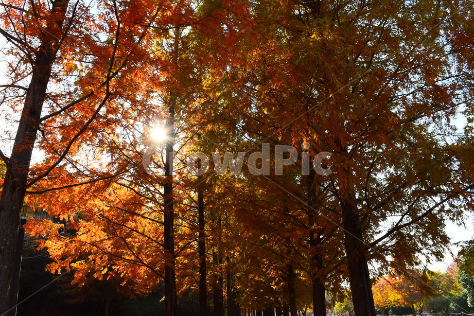light,빛,해,sun,햇빛,sunlight,가을,fall,autumn,낙엽,orange,주황색,야외,outdoor,가을,계절,fall,autumn,season